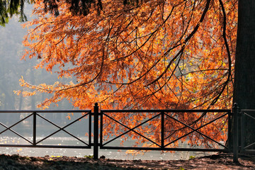 Autumn scene at the Lake in Parco di Monza Italy