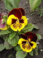 Two red and yellow blotch pansy flowers 'Majestic Giants'