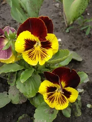 Photo sur Plexiglas Pansies Two red and yellow blotch pansy flowers 'Majestic Giants'