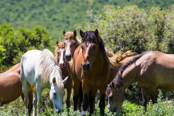 herd of horses that eat greens on a mountain slope
