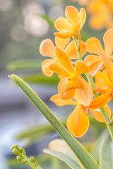 Obraz na płótnie Canvas Orange, Yellow Mokara orchid in farm.