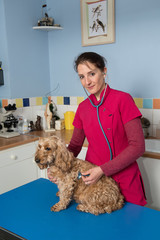 le vétérinaire vérifie la bonne santé du chien avec différents actes.