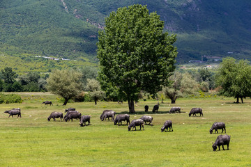 Buffalo grazing next to the river Strymon spring in Northern Gre