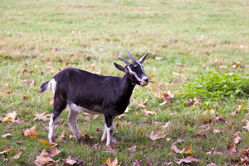 Goat in a farm field in Parco di Monza Italy