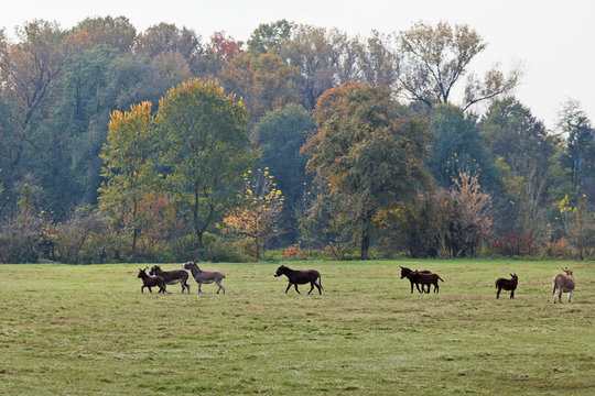 Donkeys running free on the farm in Parco di Monza Italy