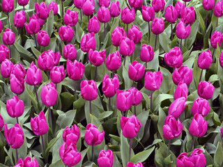 Tulpenfeld in Pink