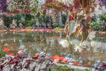 ベゴニアと水面