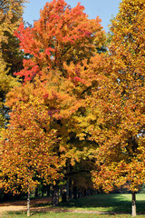 Autumn tints in Parco di Monza Italy