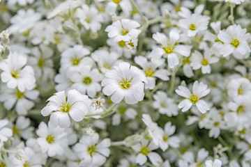 セラスチューム