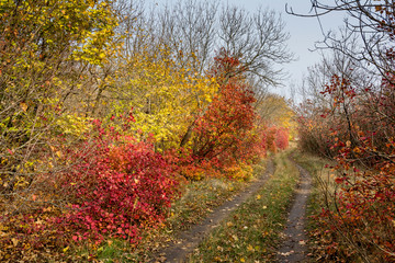 Fototapeta premium Autumn forest