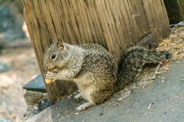 Yosemite national park