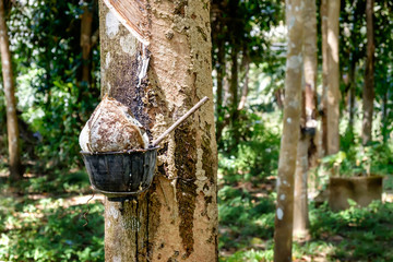 Getting the raw rubber from rubber tree - rubber trees farm.
