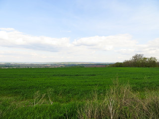 Field of young green wheat on spring
