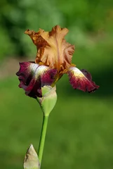Photo sur Aluminium Iris Iris bronze et pourpre au printemps, Jardin des Plantes Paris