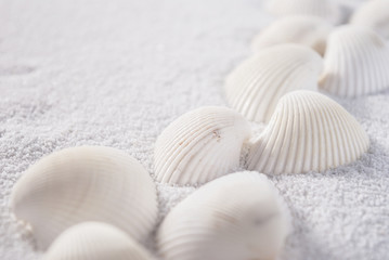 Fototapeta na wymiar White shells close up on white sand
