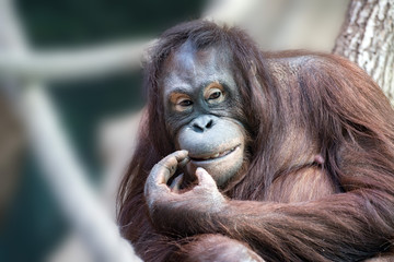 orangutan monkey close up portrait