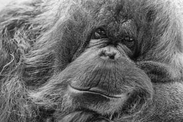 orangutan monkey close up portrait © Andrea Izzotti