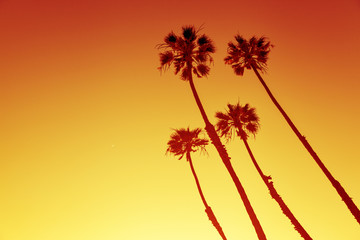 Obraz premium California Palms at Sunset Cliffs, San Diego, USA
