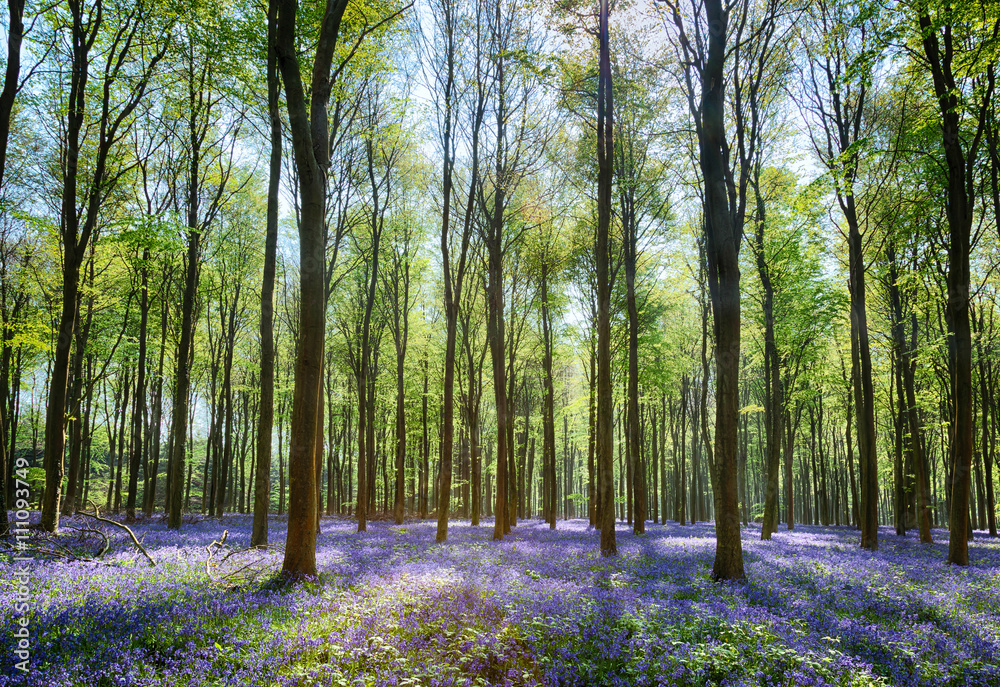 Wall mural Bluebells in Wepham Woods