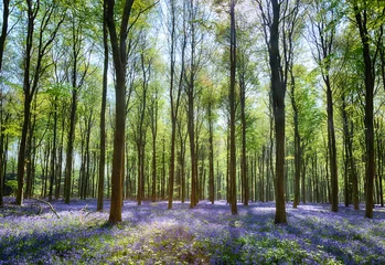 Peel and stick wall murals Best sellers Landscapes Bluebells in Wepham Woods