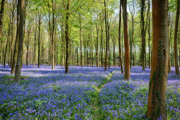 Bluebells in Wepham Woods