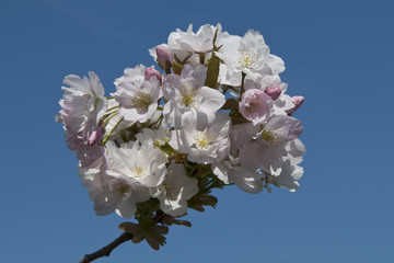 Cherry Flowers Against the Blue Sky