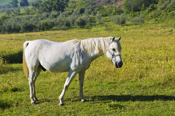 White horse grazing in the field