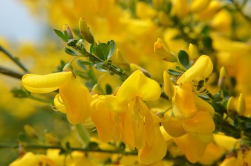 Ginster - Besenginster blüht gelb - Cytisus scoparius
