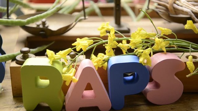 Brassica napus Canola Rapeseed Colza 油菜籽 Kapusta rzepak 유채 Рапс Raps Oilseed rape سلجم Reps Uljana repica कैनोला לפתית Repce ผักกาดก้านขาว セイヨウアブラナ Koolzaad Սևուկ Kanola Samenk&ouml;rner