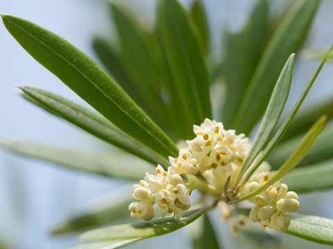 初夏に咲くオリーブの花