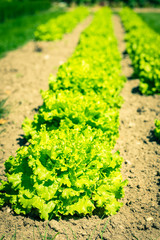 Cultivated field: fresh green salad bed rows