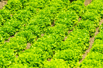 Obraz premium Cultivated field: fresh green salad bed rows