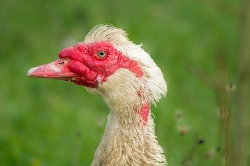 Portrait einer männlichen Warzenente / Portrait of a male wart duck