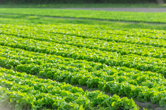Cultivated field: fresh green salad bed rows