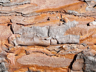 Background of wood, texture wood