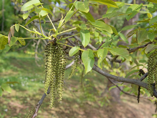 Walnussblüten, Walnussbaum, Juglans regia