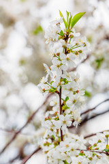Cherry blossom