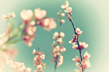 This is photo of Flower vintage blur and little noise.