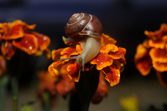 Snail close up on Flower moving along