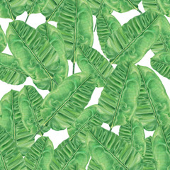 Watercolor banana leafs