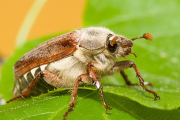 huge chafer climbed on green leaves