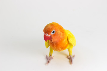 Double Yellow Lovebird