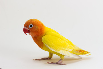 Double Yellow Lovebird