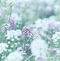 Sweet Alyssum (Lobularia maritima)
