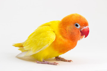 Double Yellow Lovebird