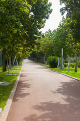 green alley in the city