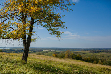 Autumn tree on a hill with views of the river