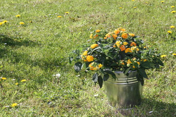 wandelröschen, Lantana camara, rasen, zinkeimer, gelb, grün