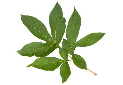 Peony flower leaf on white