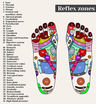 Acupuncture points on the feet. The reflex zones on the feet. Acupuncture. Chinese medicine.